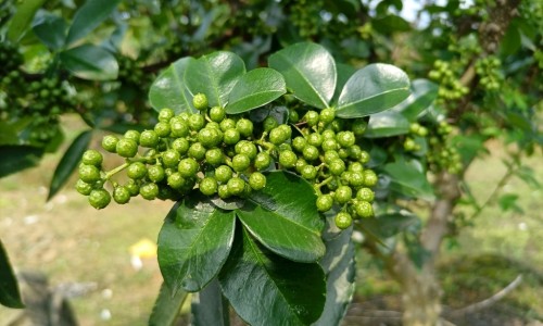 胡椒根的功能主治-胡椒梗的作用及禁忌网胡椒茎功效作用知识网站,分享胡椒梗治疗通风的用法大全