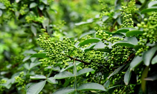 胡椒根主治什么病-胡椒梗的作用及禁忌网胡椒茎功效作用知识网站,分享胡椒梗治疗通风的用法大全