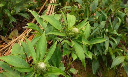 胡椒梗的作用及禁忌网胡椒茎功效作用知识网站,分享胡椒梗治疗通风的用法大全